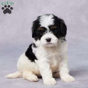 Demi, Cavapoo Puppy